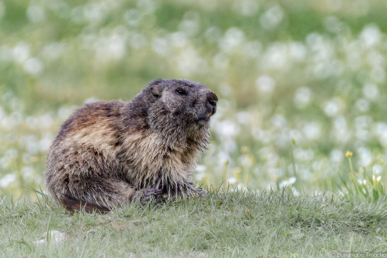 Marmotte en Vanoise
