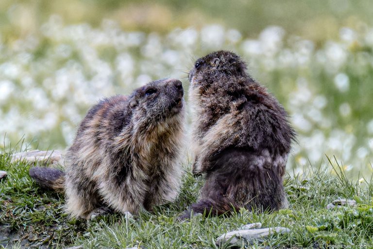 Marmotte en Vanoise