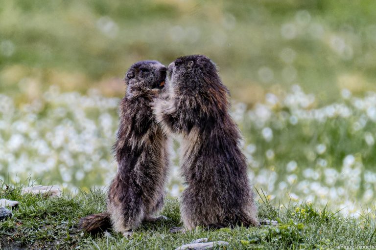 Marmotte en Vanoise