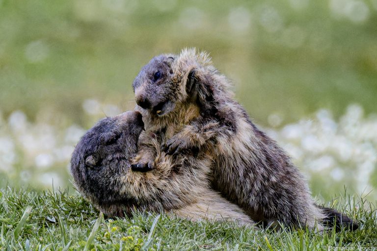 Marmotte en Vanoise