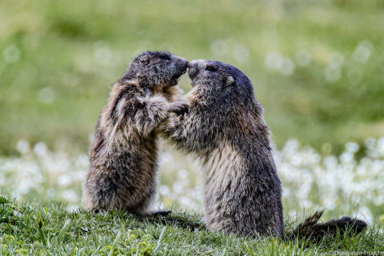 Marmotte en Vanoise