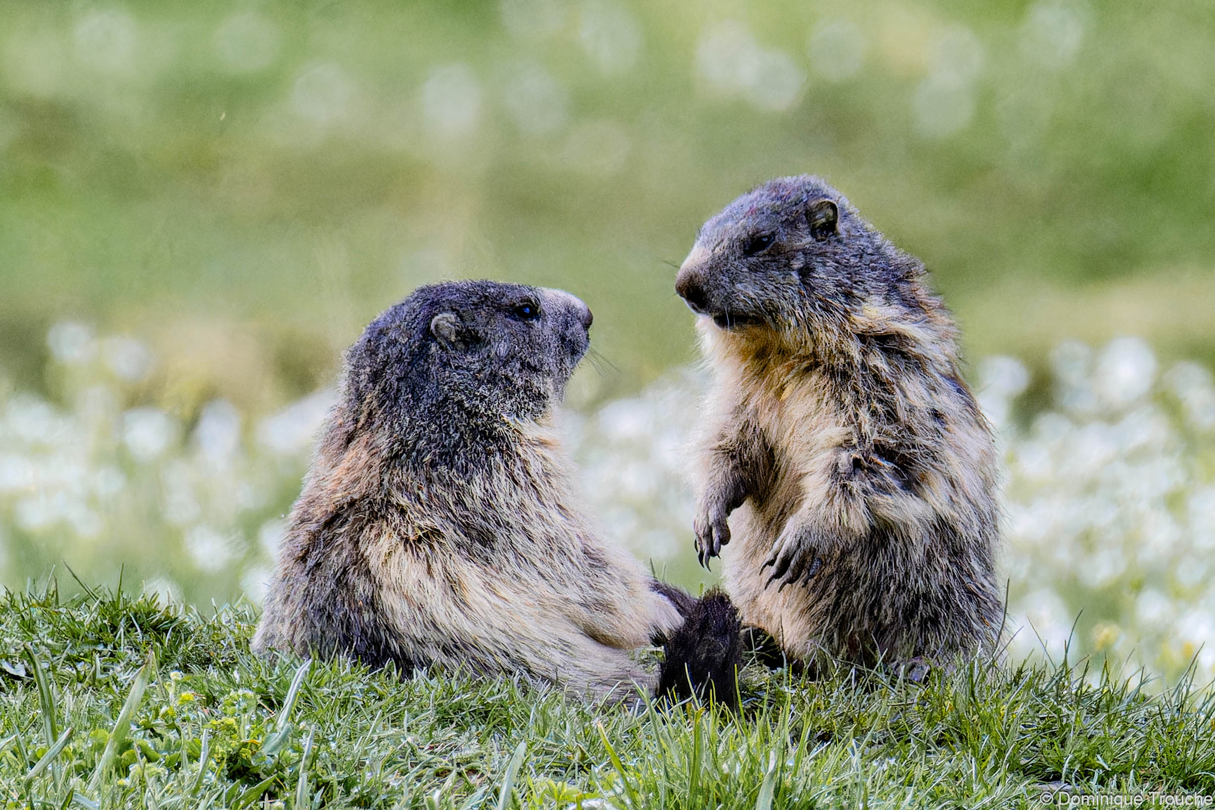 Lire la suite à propos de l’article Les marmottes de la Vanoise