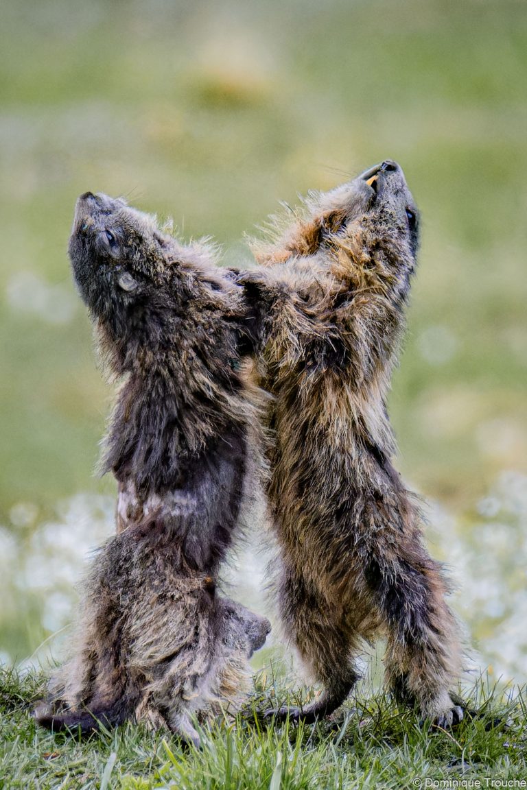Marmotte en Vanoise