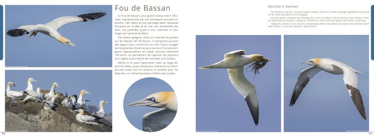 Planche Fou de bassan : Livre Exploration Côte de Granit Rose
