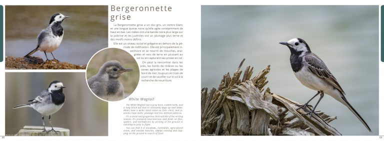 Planche bergeronnette grise: Livre Exploration Côte de Granit Rose