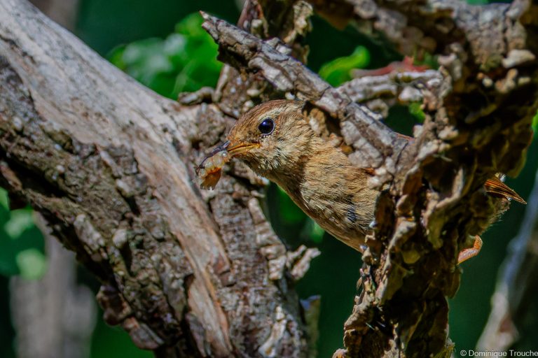 Troglodyte nourrit ses petits dans l'orme
