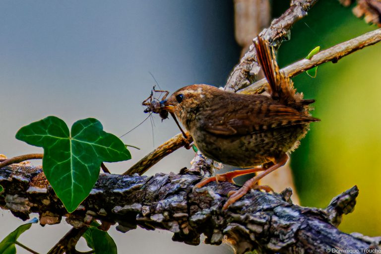 Troglodyte nourrit ses petits dans l'orme