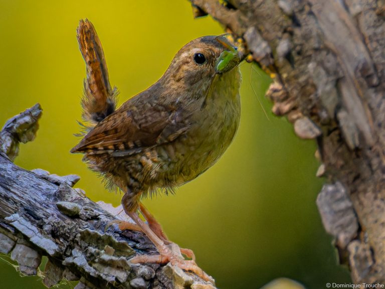 Troglodyte nourrit ses petits dans l'orme