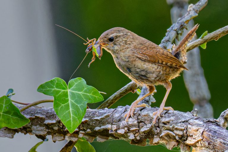 Troglodyte nourrit ses petits dans l'orme