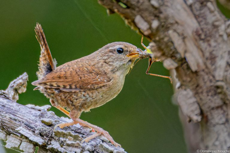Troglodyte nourrit ses petits dans l'orme