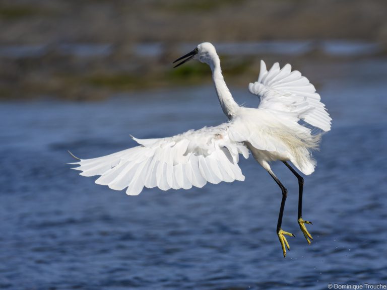 Aigrette garzette