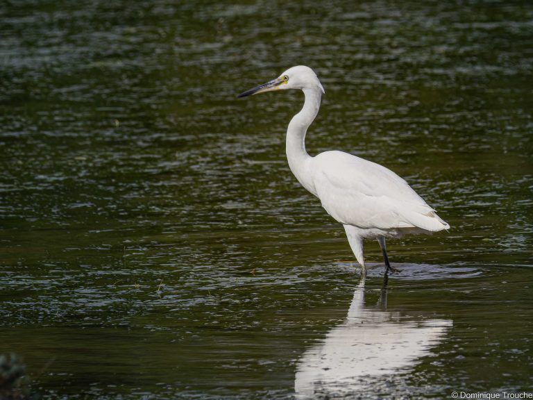 Aigrette garzette