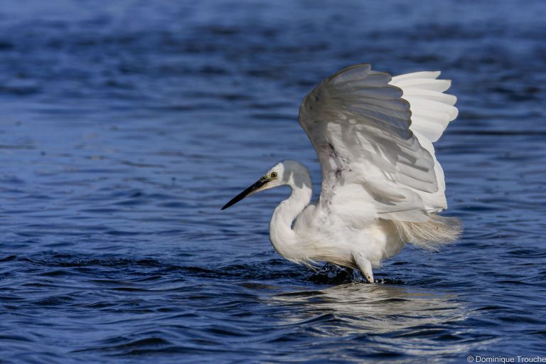 Aigrette garzette