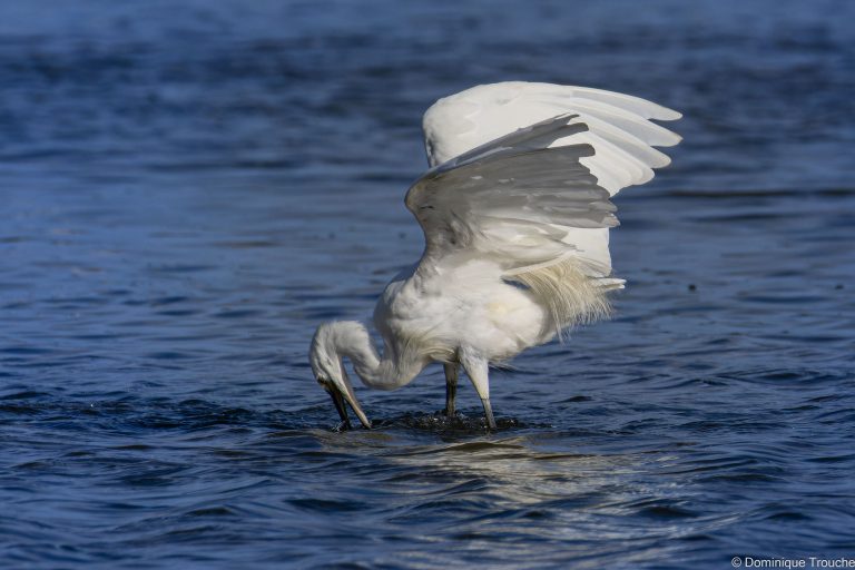Aigrette garzette