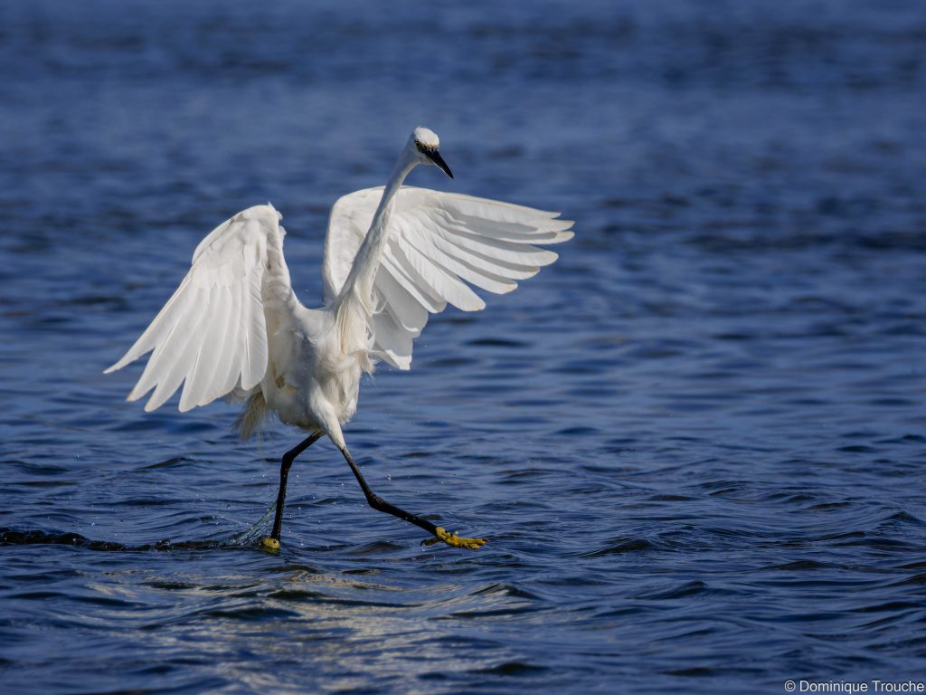 photo Aigrette garzette