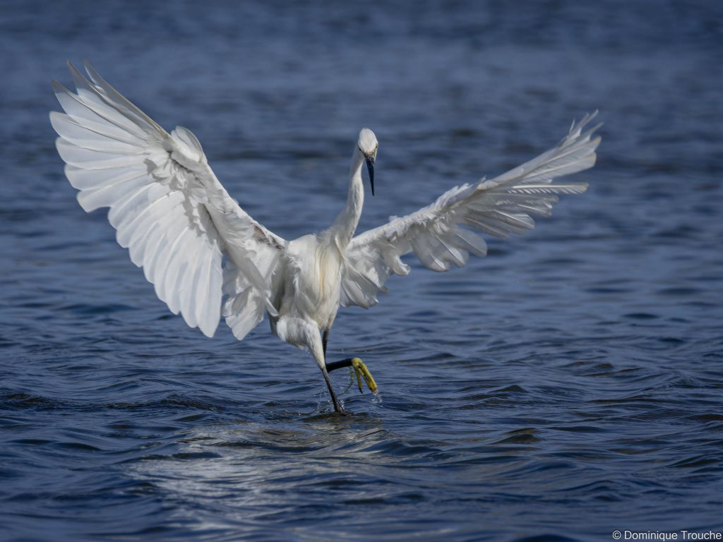 photo Aigrette garzette