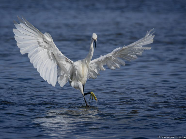 Aigrette garzette