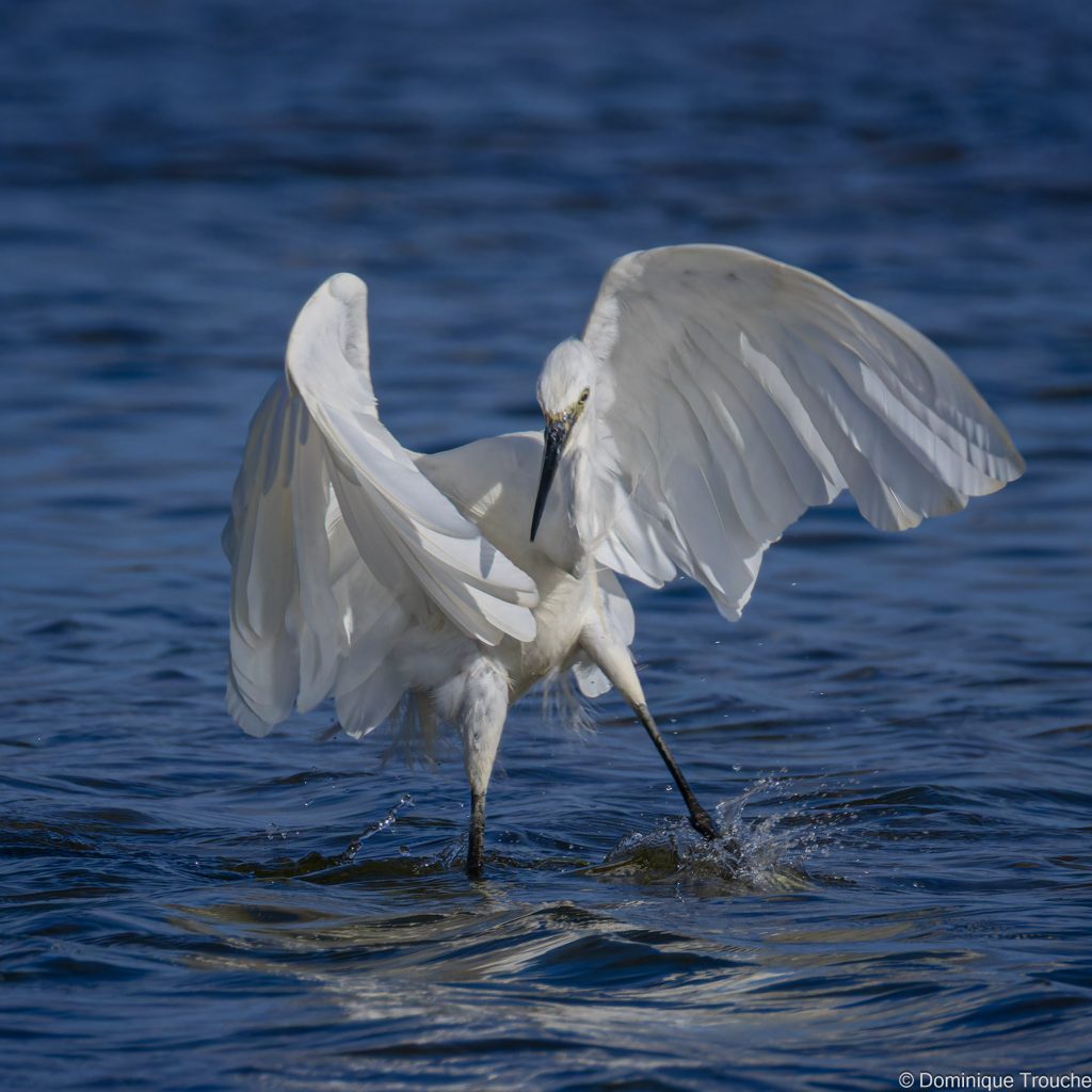 photo Aigrette garzette