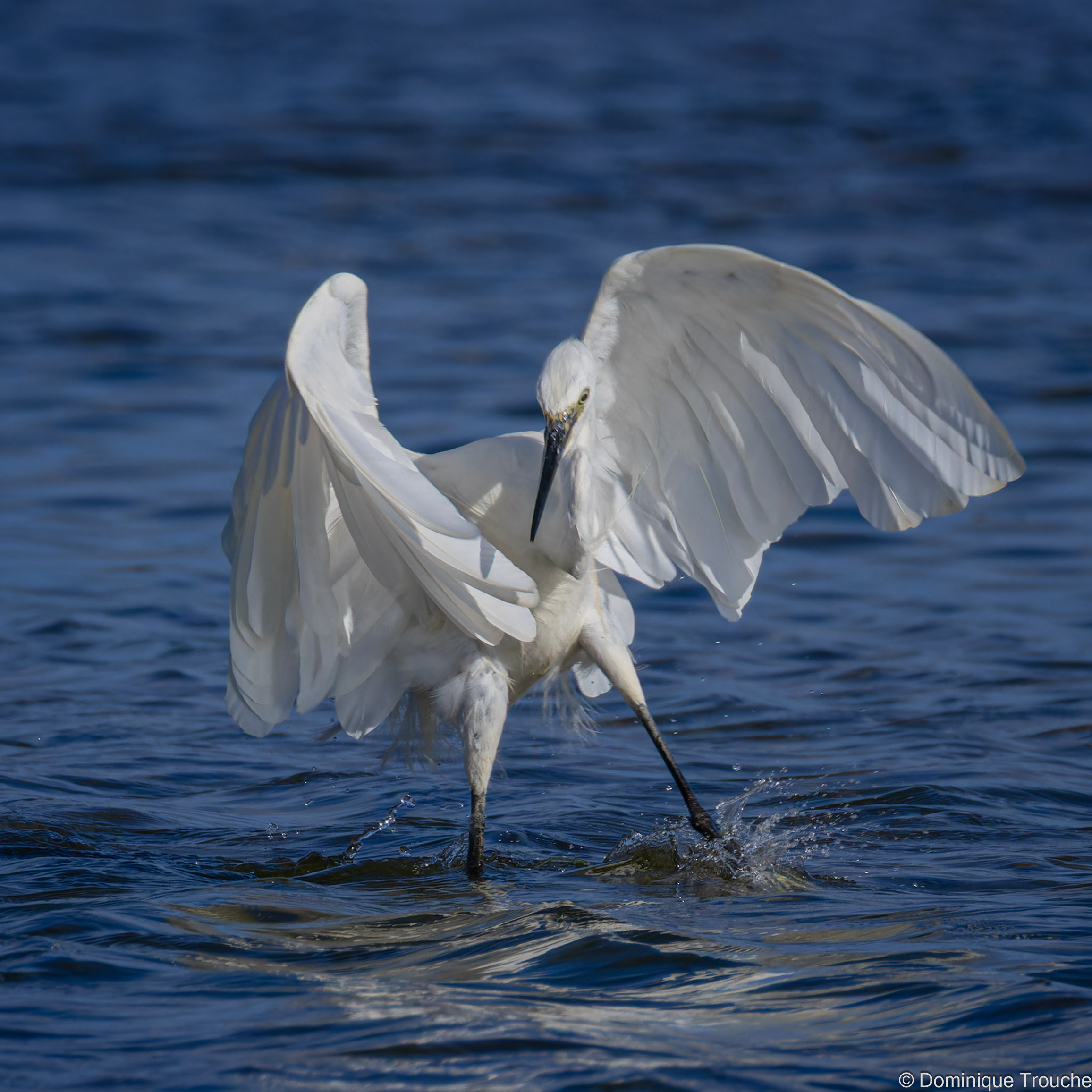Lire la suite à propos de l’article La danse de l’Aigrette garzette
