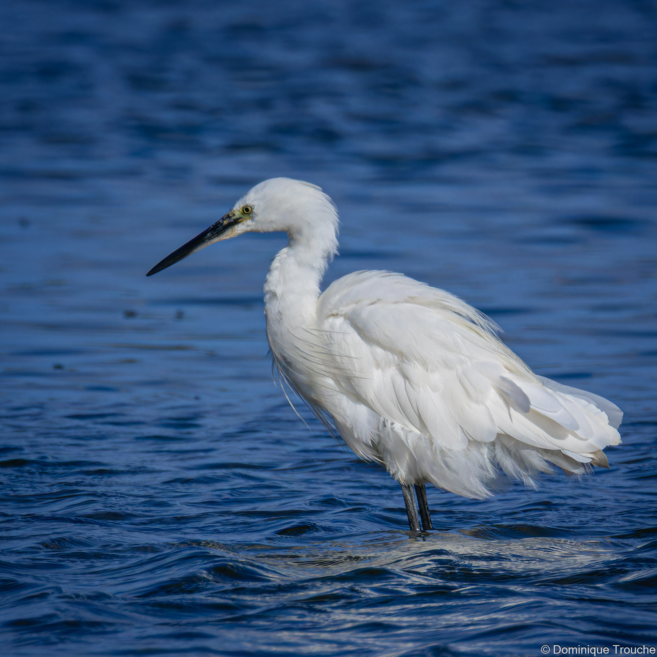 Aigrette garzette