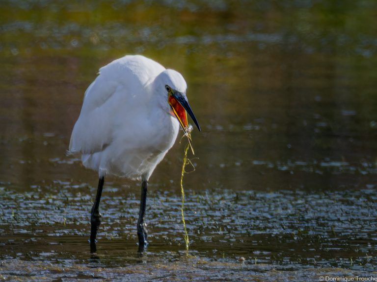 Aigrette garzette