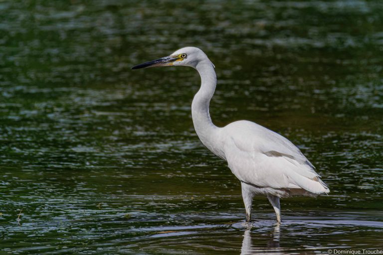 Aigrette garzette