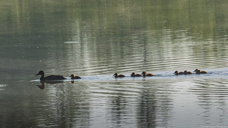 Famille Canard colvert