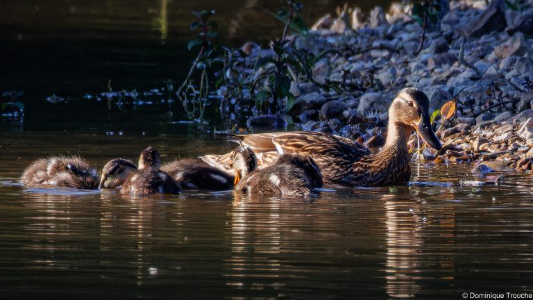 Famille Canard colvert