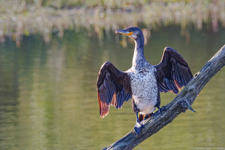 Grand cormoran