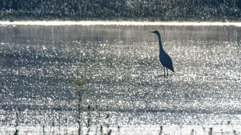 Grande Aigrette
