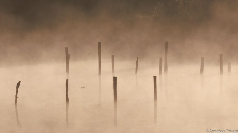 lac sous la brume