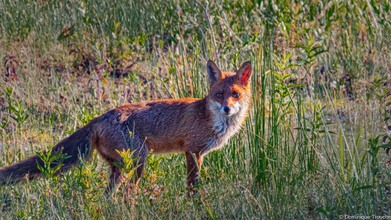 Renard roux
