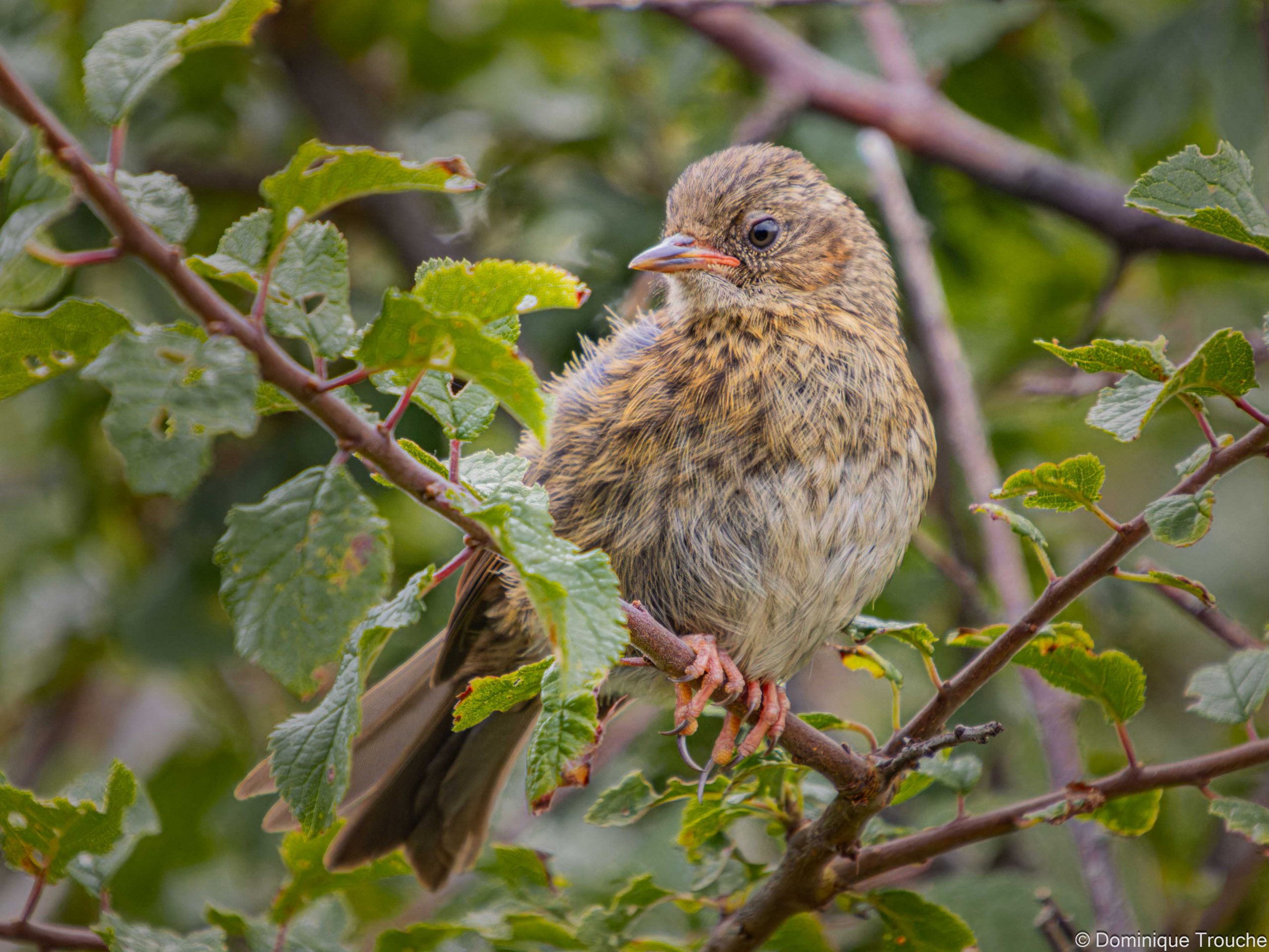 Accenteur mouchet juvénile