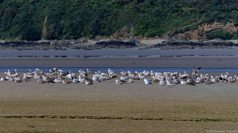 un banc de Goélands argentés et marins