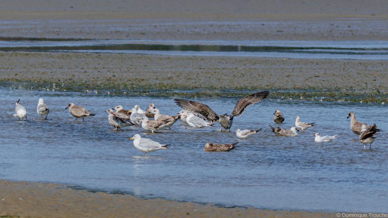 Goélands argentés et juvéniles, Goélands marins, Mouettes rieuses juvéniles, Mouette mélanocéphale