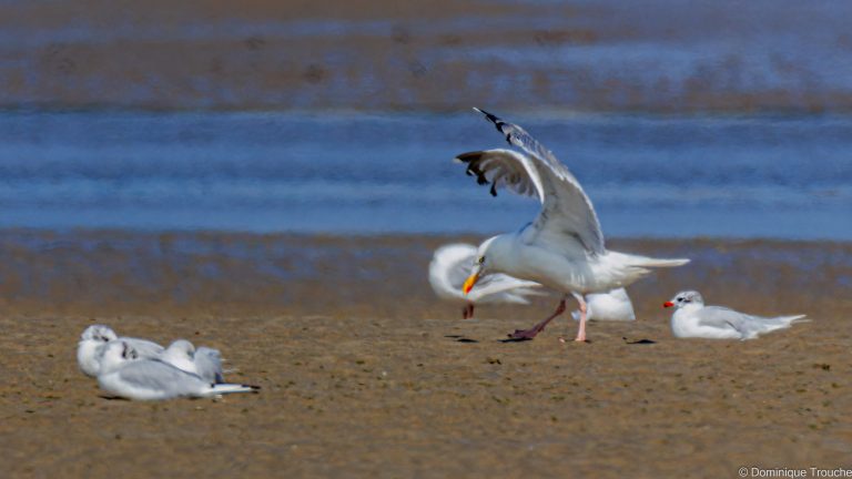 Un Goéland argenté se pose devant une  Mouette mélanocéphale