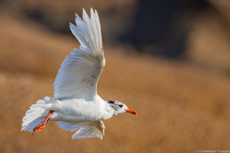 Mouette mélanocéphale