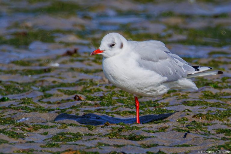 Mouette rieuse