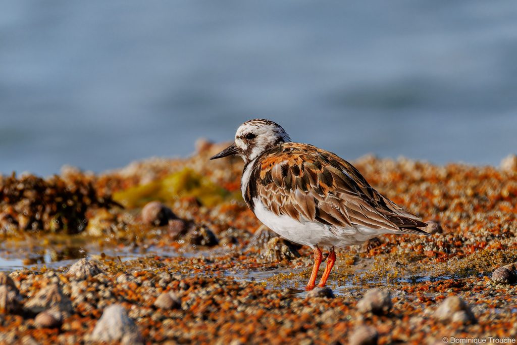 Photo de Tournepierre à collier