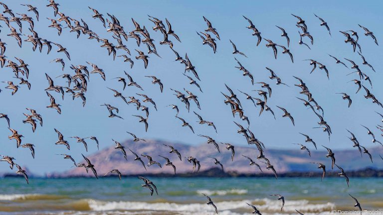 Bécasseaux sanderling en vol