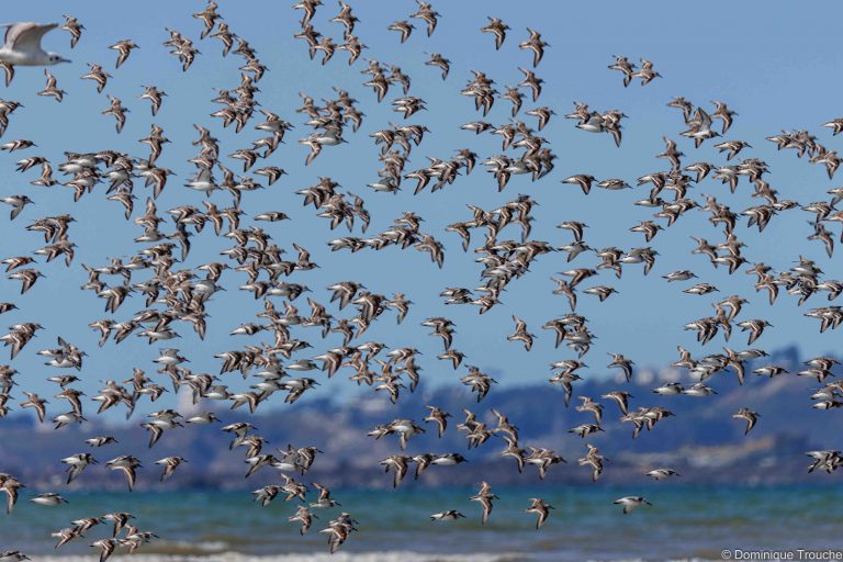 Bécasseaux sanderling en vol