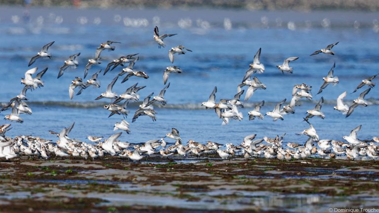 Bécasseaux sanderling en vol