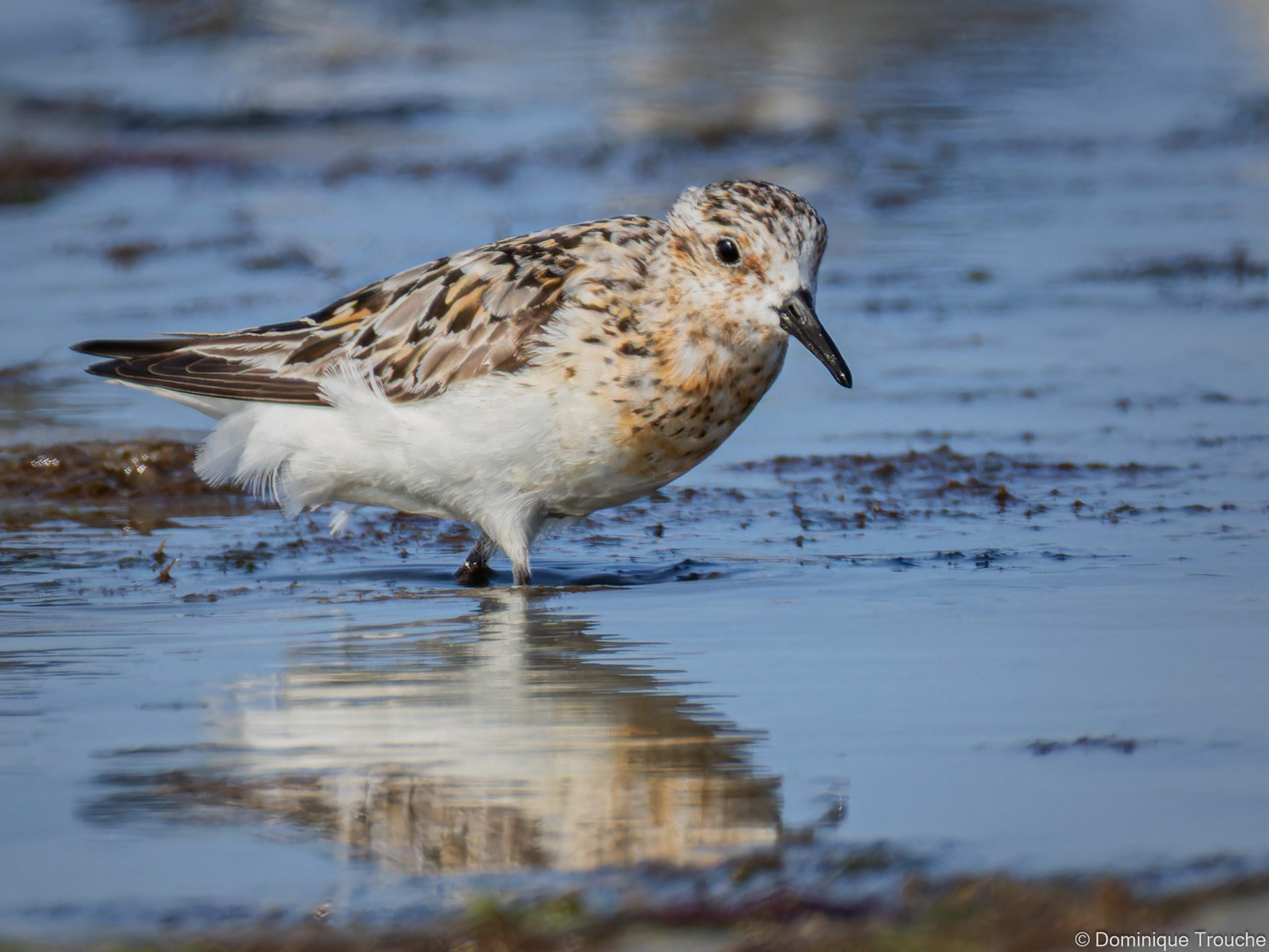 Lire la suite à propos de l’article Errance photographique à la rencontre des oiseaux hivernants de retour