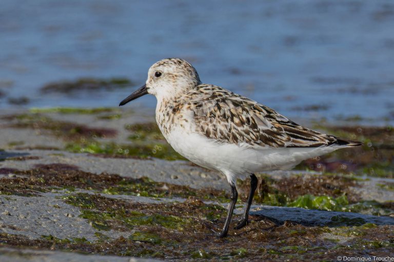 Bécasseau sanderling