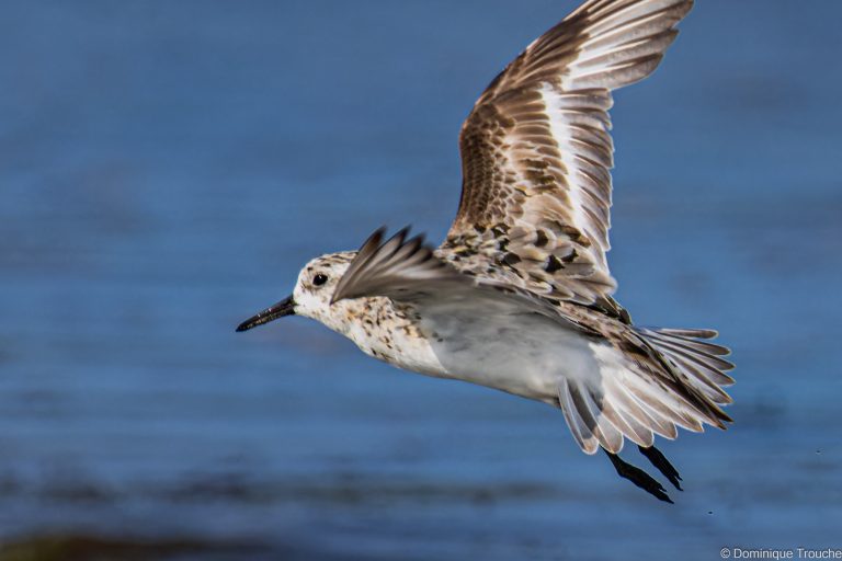 Bécasseau sanderling en vol