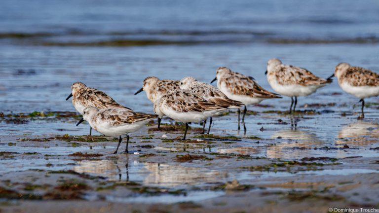 Groupe de Bécasseaux sanderling
