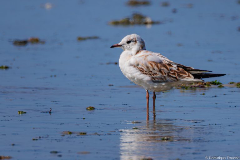 Mouette rieuse juvénile