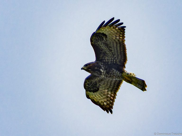 Buse variable