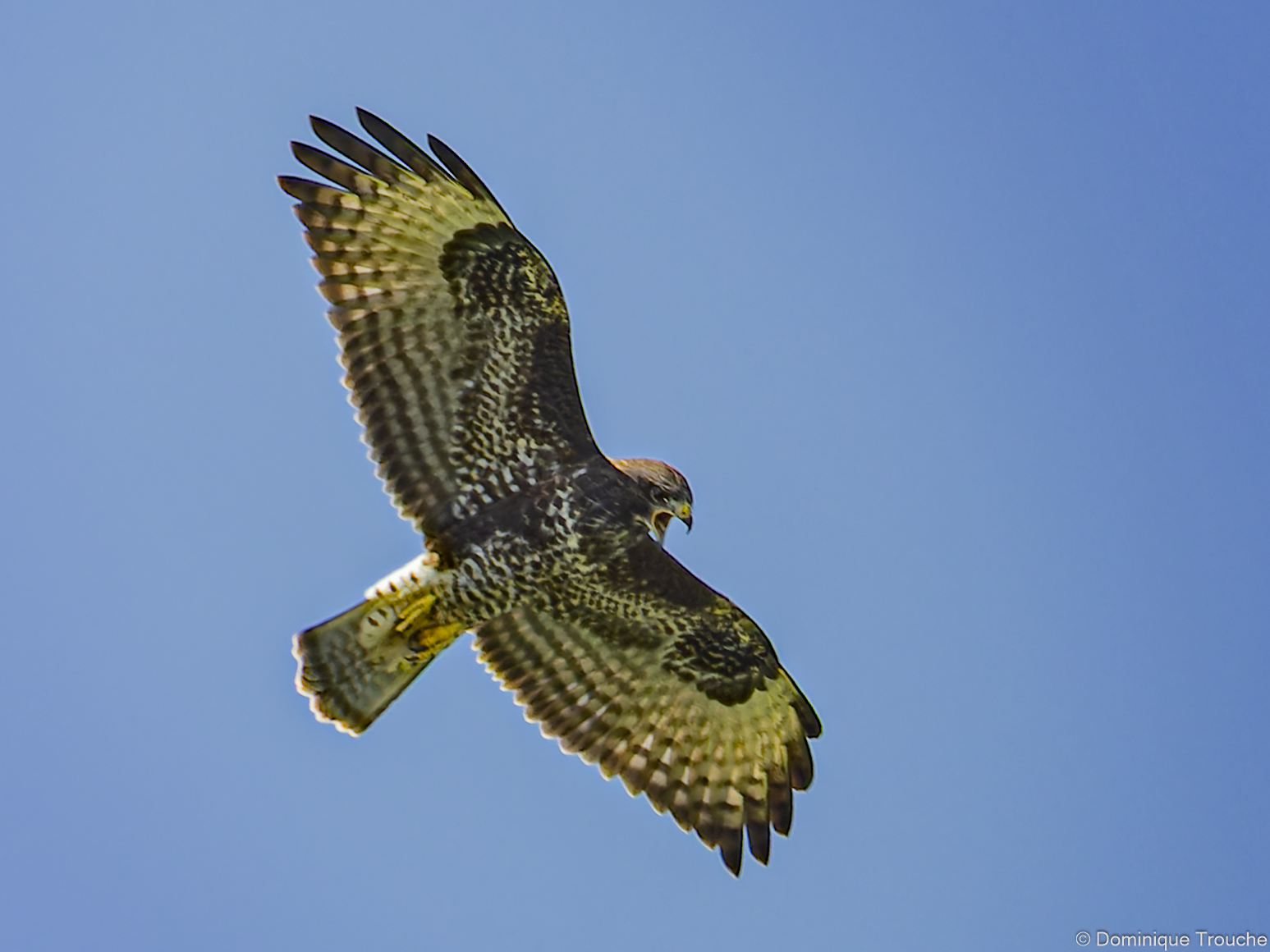Buse variable