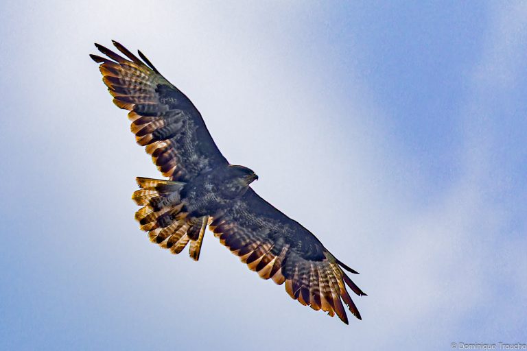 Buse variable
